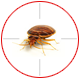 Bed bug control in London